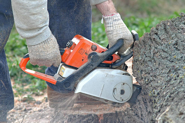 Best Palm Tree Trimming  in East Hampton North, NY